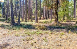 4610 E Highway 4, Murphys, CA 95247