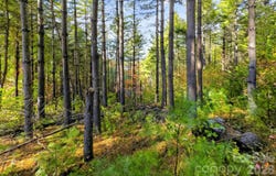 West Point Drive, Nebo, NC 28761