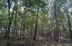 Rt-408, Nunda, NY 14517