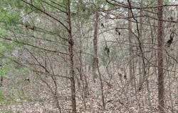 C R 4314, Dekalb, TX 75559