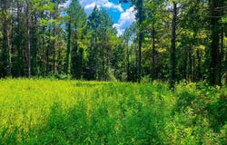 Arthur Drive, Brookhaven, MS 39601