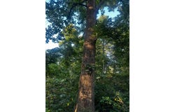Gum Stump Rd W, Aid, OH 45659