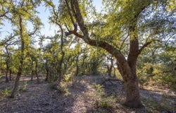 130 Panorama Dr, Wimberley, TX 78676