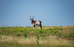 770 County Road 195, Gorman, TX 76454