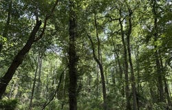 PETERS CORNER Road, SUDLERSVILLE, MD 21668