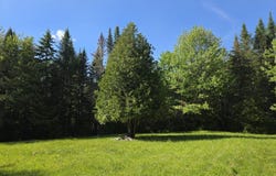 Davis Brook Road lot: 10, Amity, ME 04471