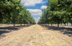 County Road 216, San Saba, TX 76877