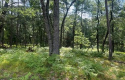 Deerpath Terrace lot: 207, Danbury, WI 54830