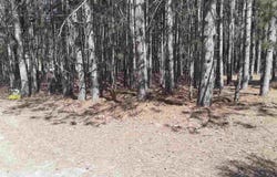 12380 Pine Mesa Drive, Stanwood, MI 49346