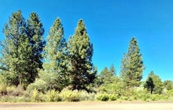 Shoreview Drive, Chiloquin, OR 97624