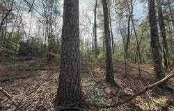 CR 2733, Marietta, TX 75566