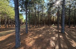 CR 3774, Queen City, TX 75572