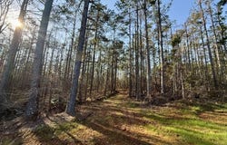 County Road 500, Ripley, MS 38663