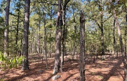 Tract 52 E 1885 Road, Antlers, OK 74523