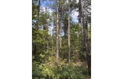 Avalon Road, Star City, AR 71667