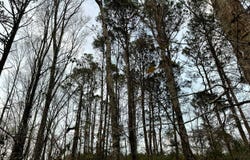 2881 Hwy 589, Purvis, MS 39465
