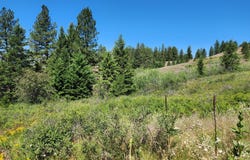 18 ROBIN Rd, REPUBLIC, WA 99166