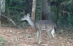 Crest View Drive, Dahlonega, GA 30533