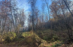WILD TURKEY Drive, SPRING MILLS, PA 16875