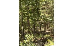 Boulder Boulevard lot: 7, Shirley, AR 72153