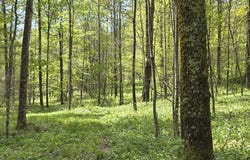 Wratten Road, Brookfield, NY 13355