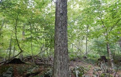 Houck Mountain Road, Walton, NY 13856