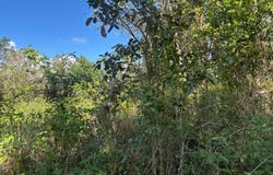 Canovanillas, Carolina, PR 00987