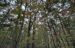 CYPRESS DRIVE lot: 11+/- Acres, GALLANT, AL 35972