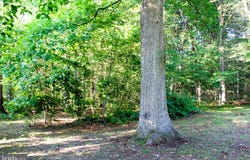 MANDEVILLE Road, JOPPA, MD 21085