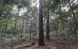 Shiloh Road, Pelahatchie, MS 39145