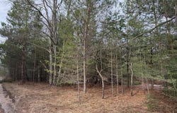 Pihl Road, Kaleva, MI 49645