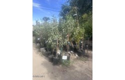 503 S Curry Street, Tehachapi, CA 93561