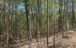 99 COUNTY ROAD 53, Double Springs, AL 35553