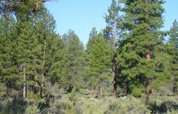 20 acres off Technor Robison Rd., Macdoel, CA 96058