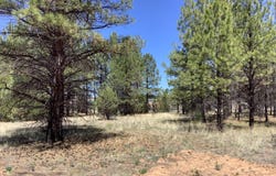Cedar Bark Trail, Overgaard, AZ 85933