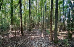 NE Williams Street, Brookhaven, MS 39601
