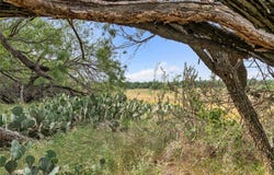 14175 State Highway 6, Moran, TX 76464