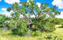 Oakwood Loop, San Marcos, TX 78666
