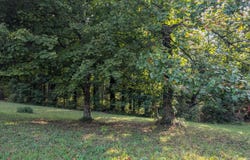 300+ Hackney Ln, Bedford, KY 40006