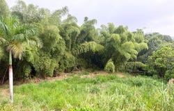 Cidra, Cidra, PR 00739