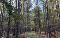 16-15-17 SecTwpRng, Louann, AR 71751