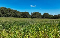 State Route 301, Hickory, KY 42051