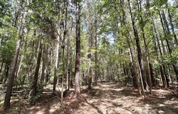 4 Clara Foote Rd, Braxton, MS 39044