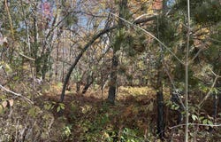 NKA Husak Road, Omer, MI 48749
