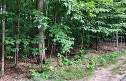 19 Beech Knoll, Bellaire, MI 49615