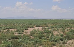 20 Acres S ROBISON Road, Willcox, AZ 85643