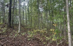 Mountain View Lane lot: 155, Wilder, TN 38589