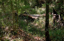 9948 Richardson Rd, Athens, TX 75751