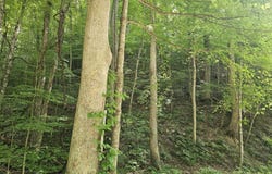 Indian Creek Road, Wise, VA 24293