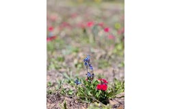 3775 Baker Rd, Kingsbury, TX 78638